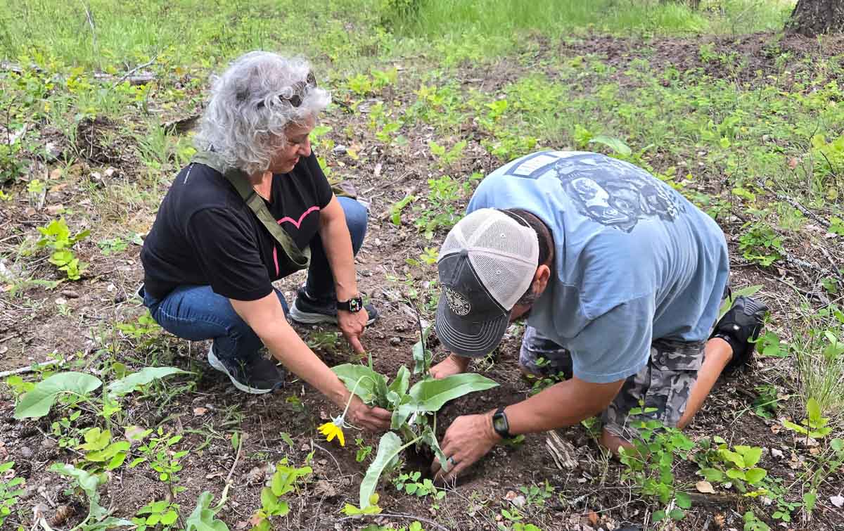 a man and woman digging up arrowleaf balsamroot
