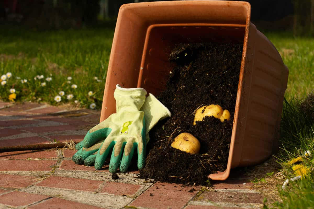 potatoes spilling from planter box