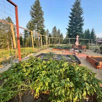 potato plants in a garden