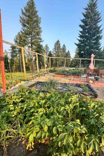 potato plants in a garden