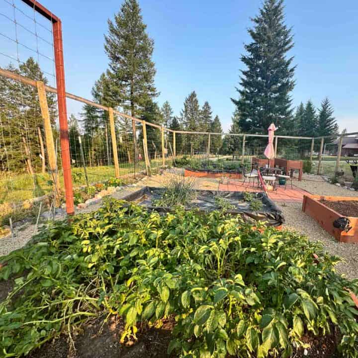 potato plants in a garden
