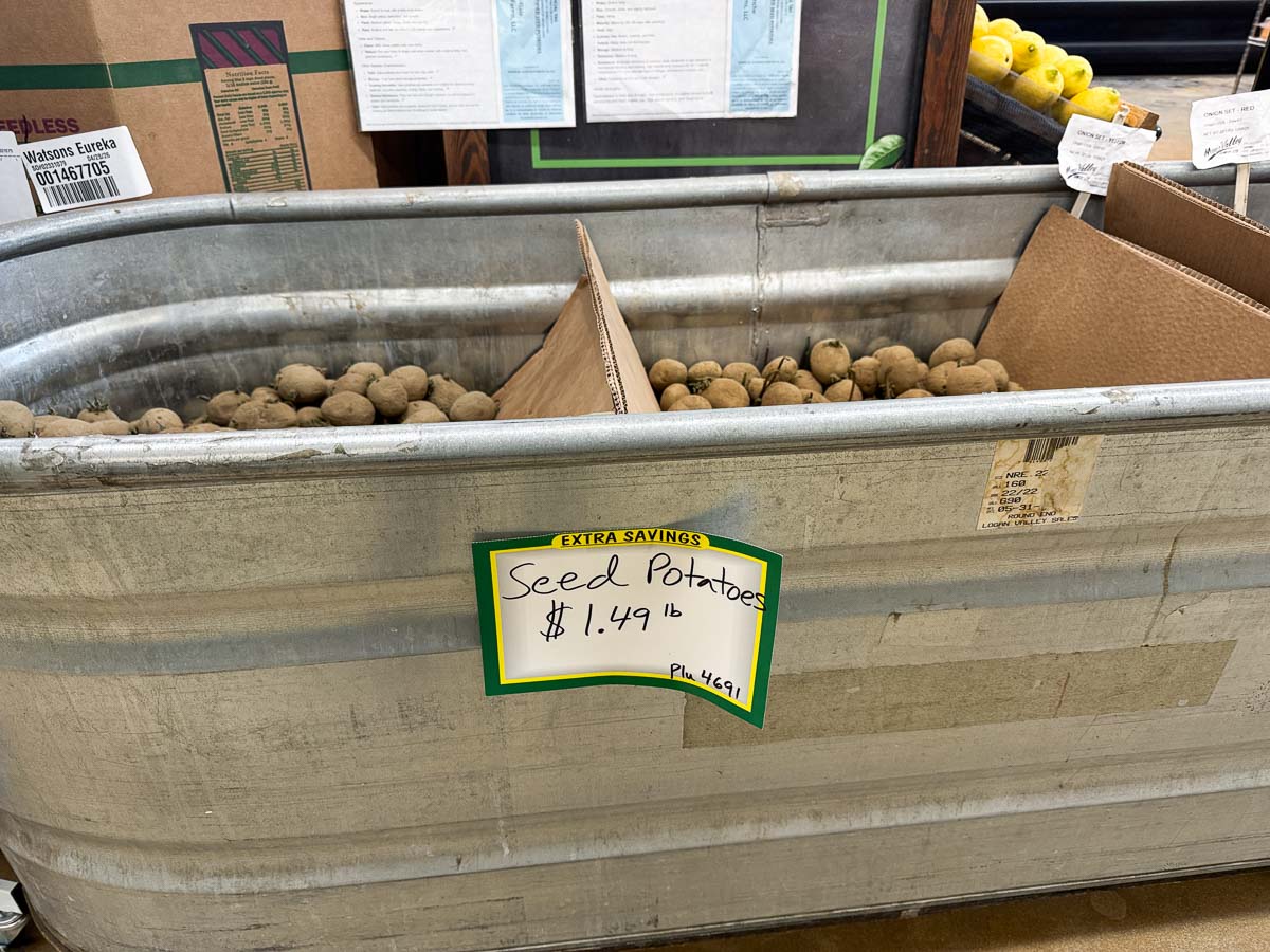seed potatoes in a metal big in a grocery store.