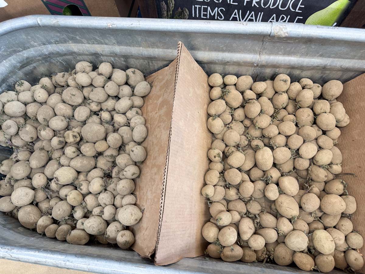 seed potatoes in a metal tub