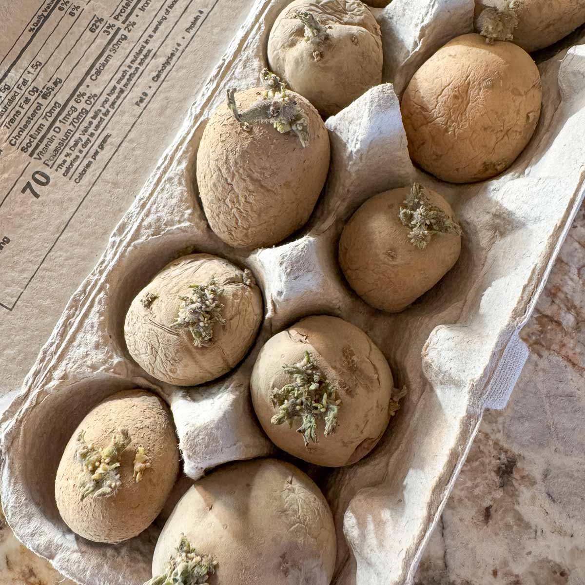 old potatoes in an egg carton