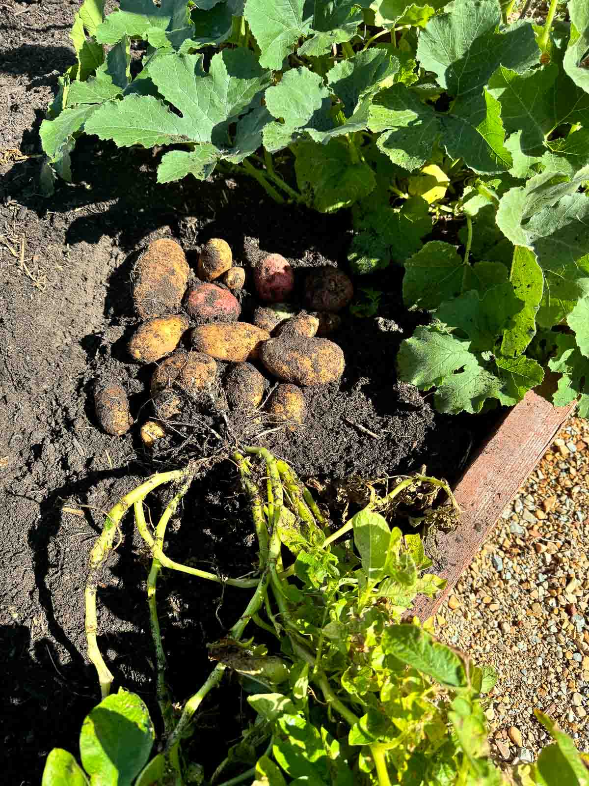potatoes freshly dug up with zucchini plant in the background