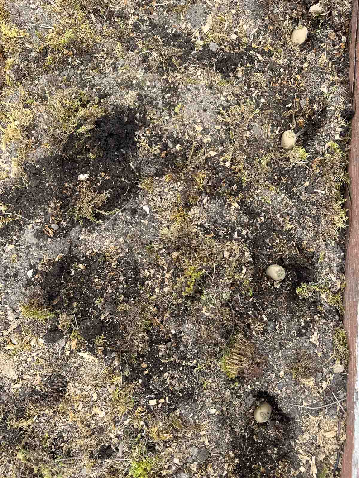 potatoes being planted in soil