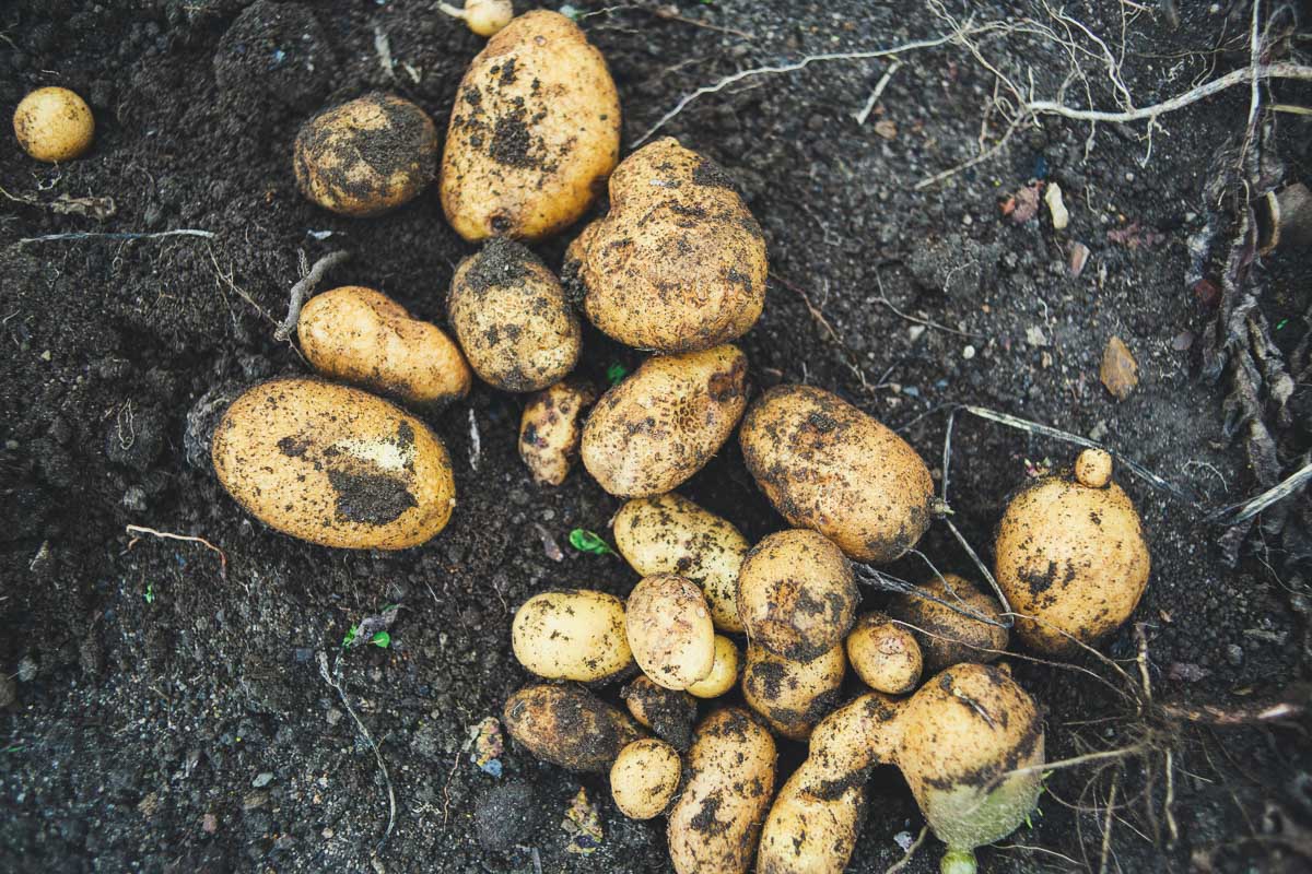 freshly dug up potatoes in dirt