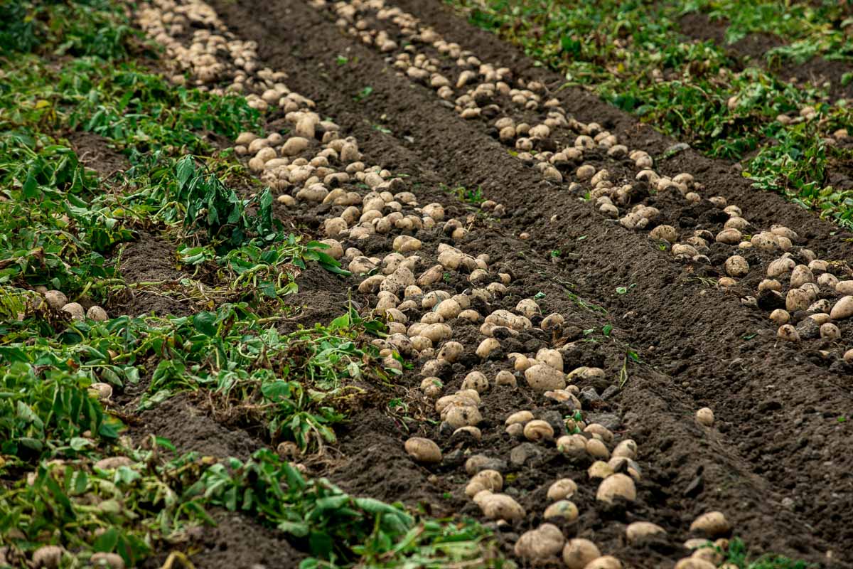dug up potatoes grown in trenches