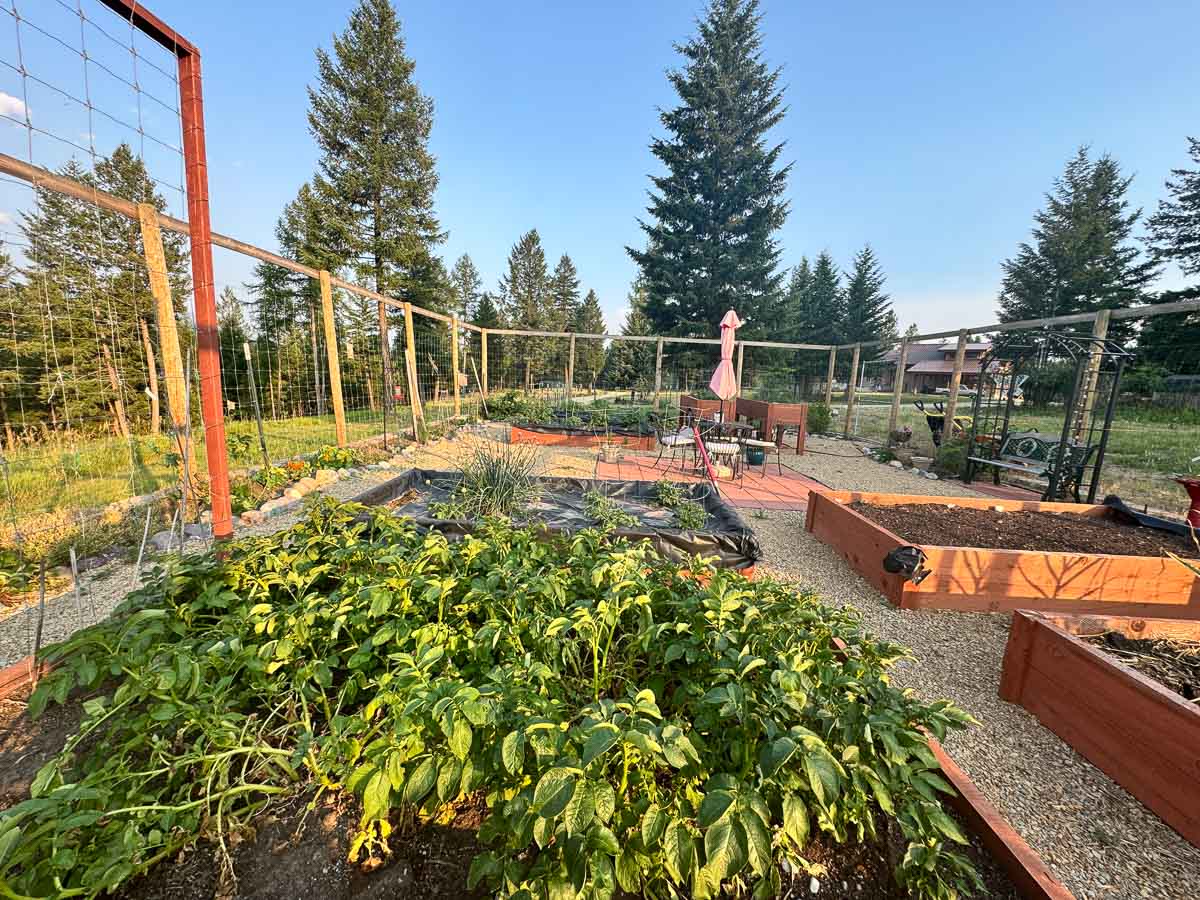 potatoes growing in a garden bed with pines in the background