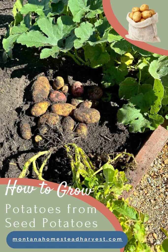 potatoes dug up in planter box