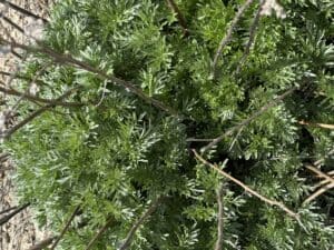 Wormwood Salve with Arnica 