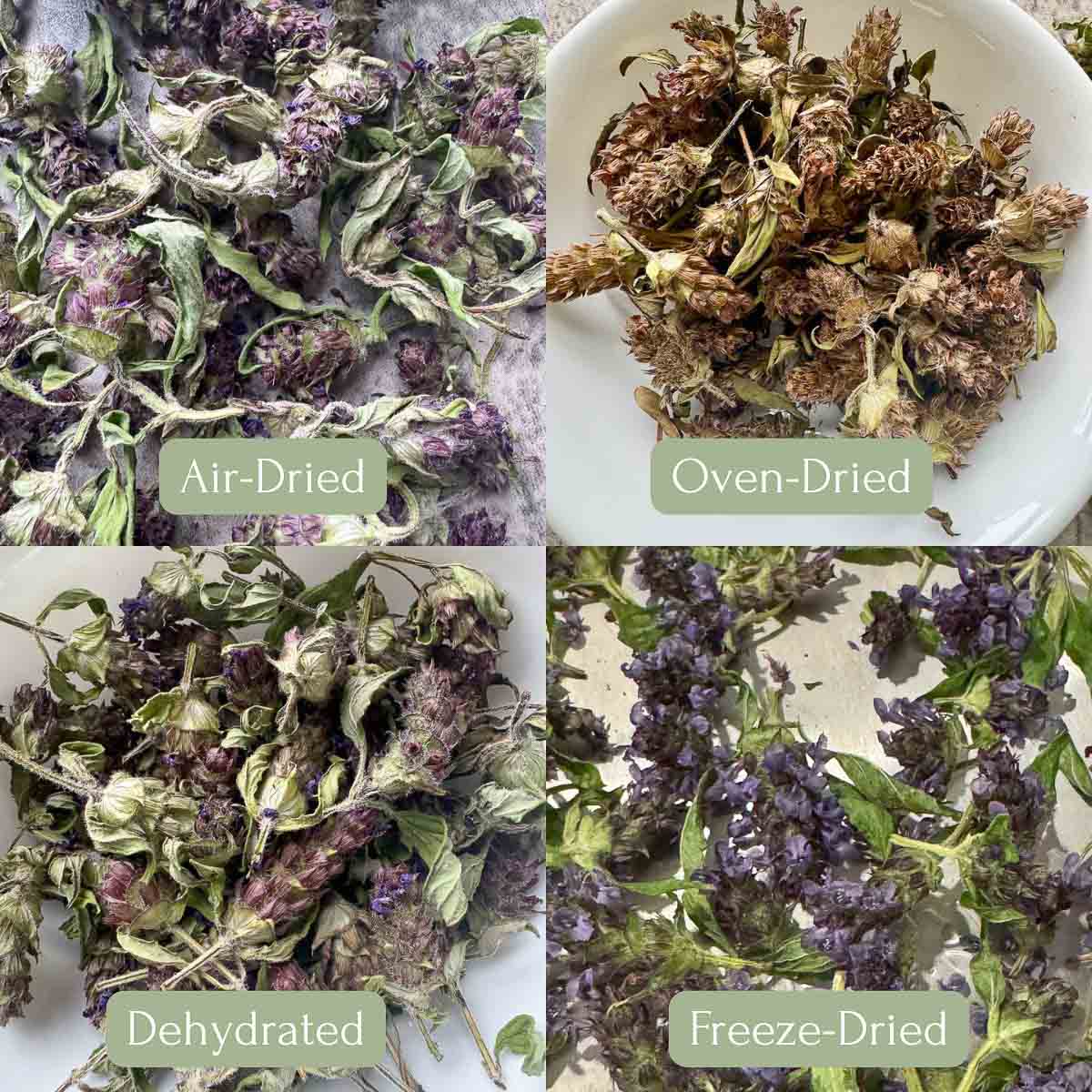 selfheal dried 4 different ways