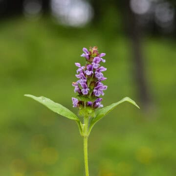 selheal plant
