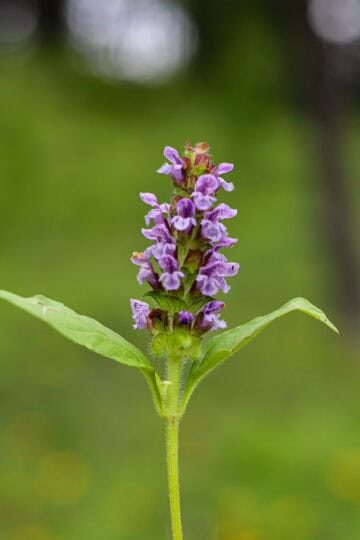 selheal plant