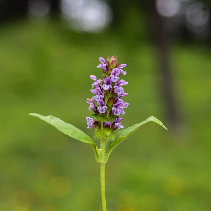 selheal plant