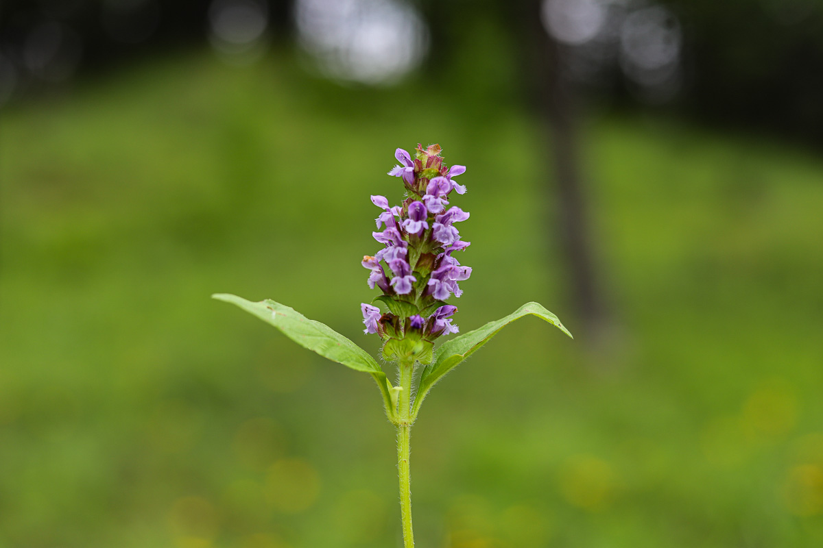 selheal plant