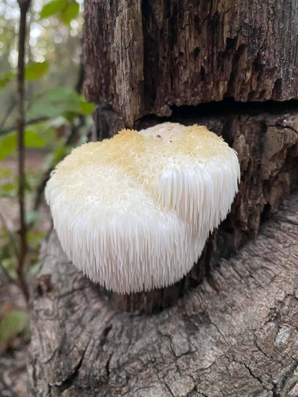 lion's mane mushroom