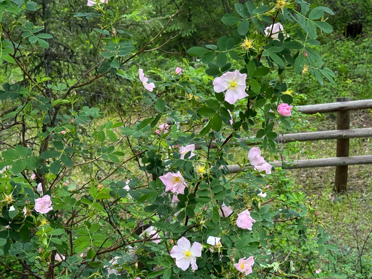 wild rose bushes filled with pink roses