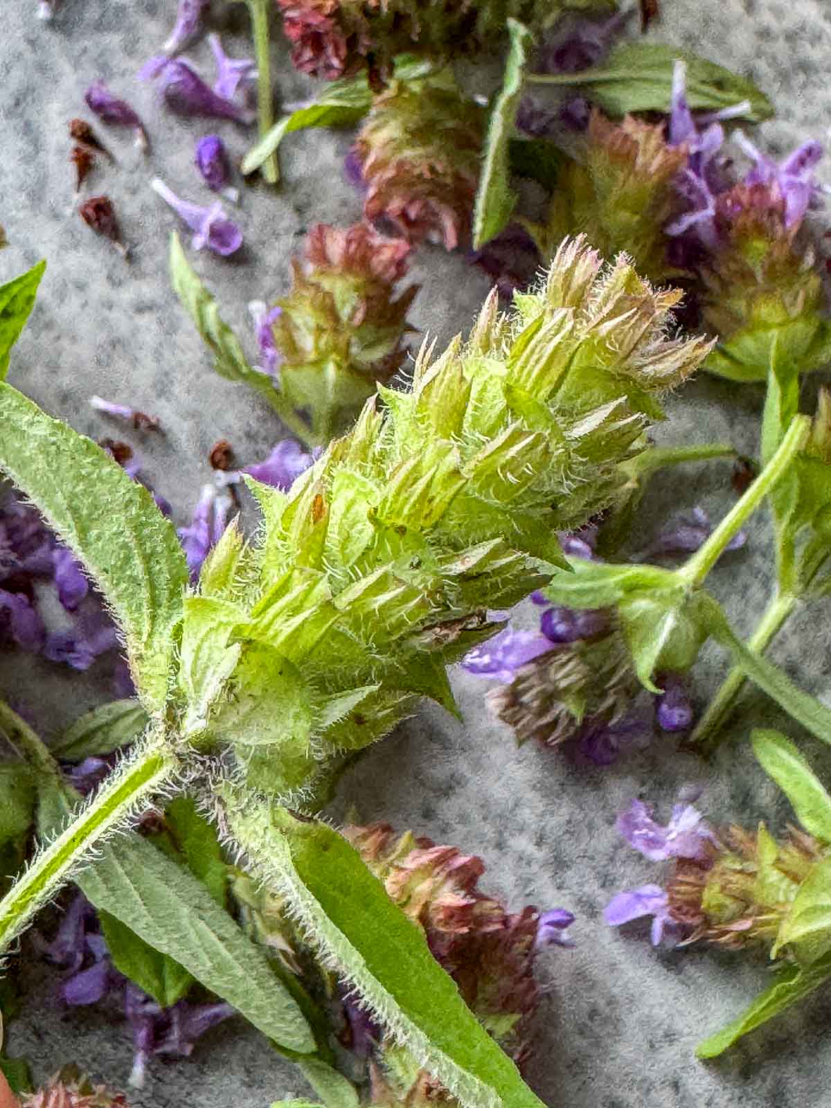 sealfheal plant next to a ruler for size comparison