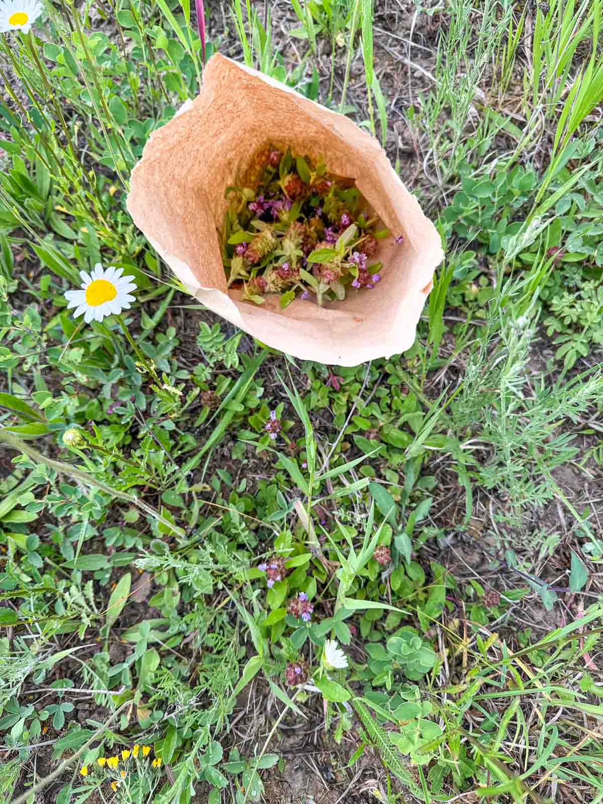 harvest selfheal flowers and leaves in a paper bad with selfheal and other plants growing around it