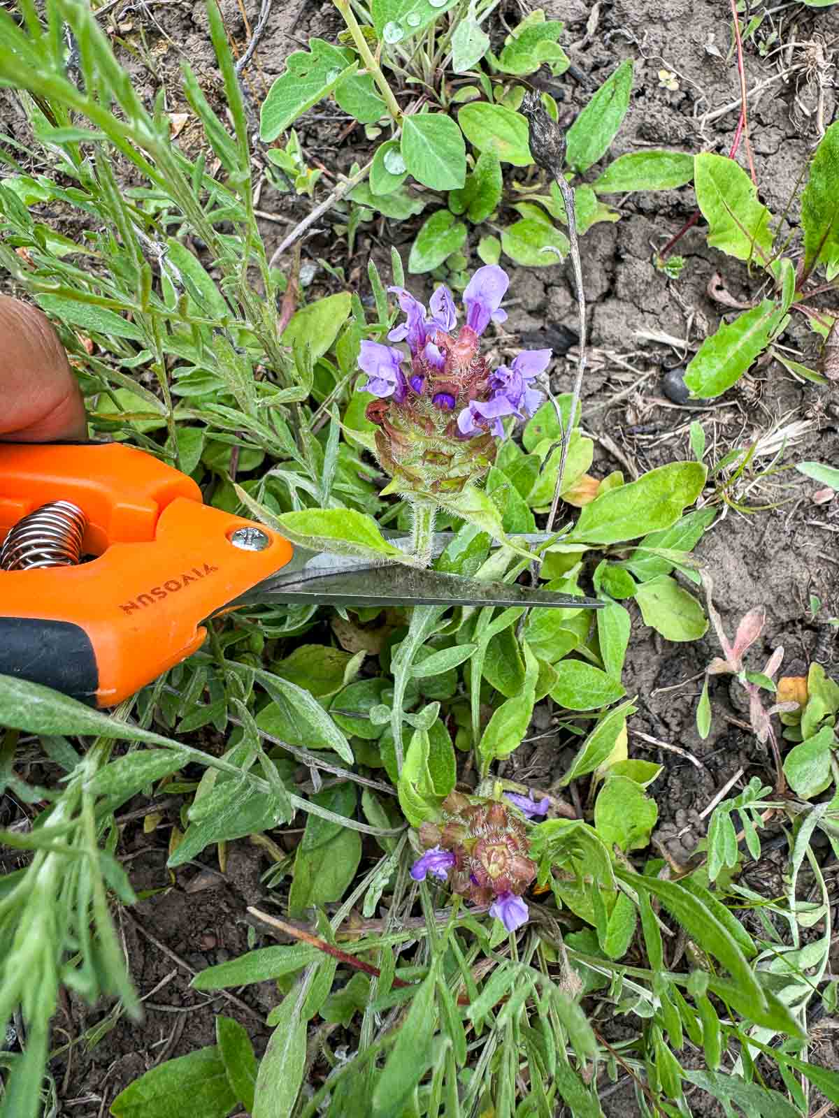 using shears to remove bloom from selfheal plant