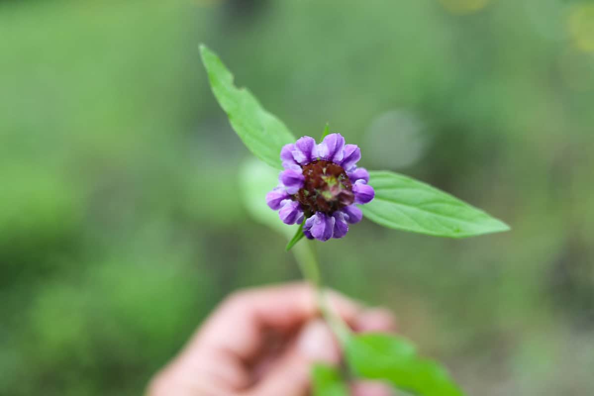selfheal being held up to the camera