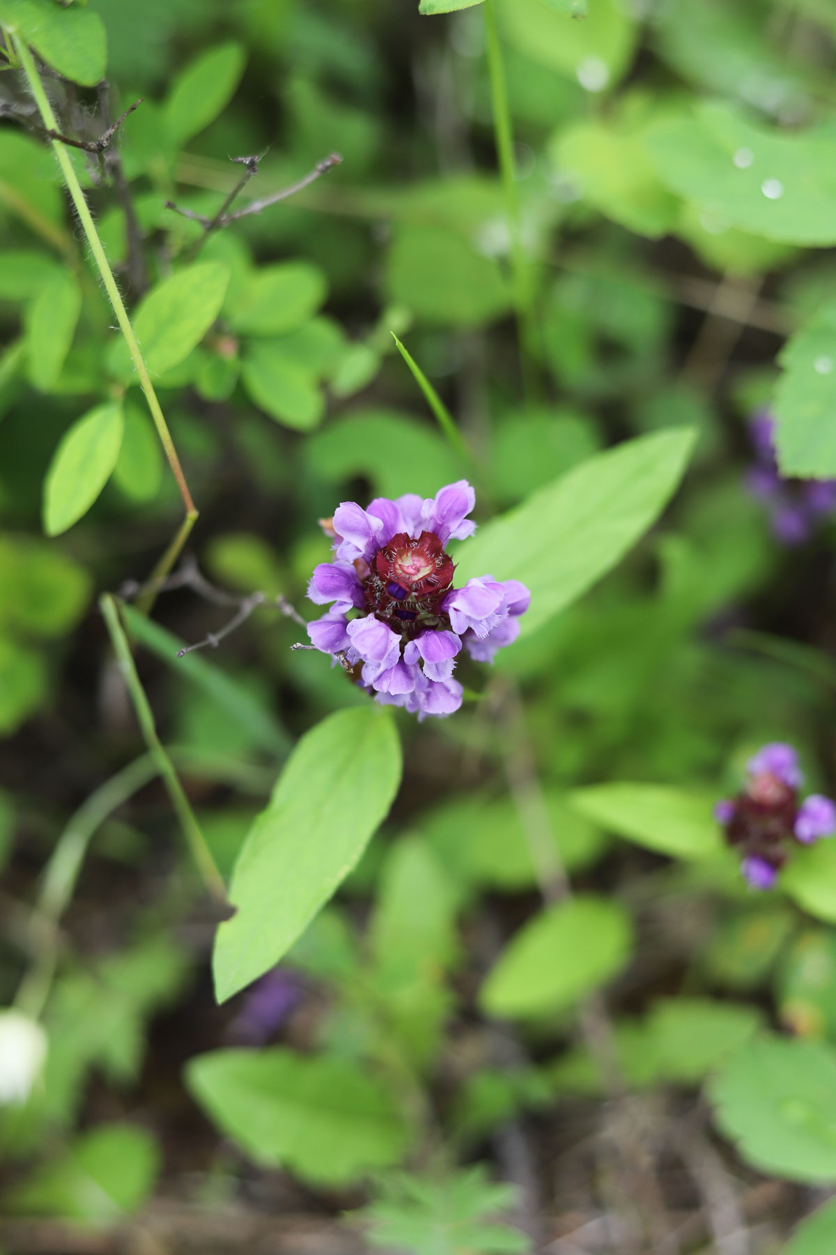 selfheal growin with other plants around it