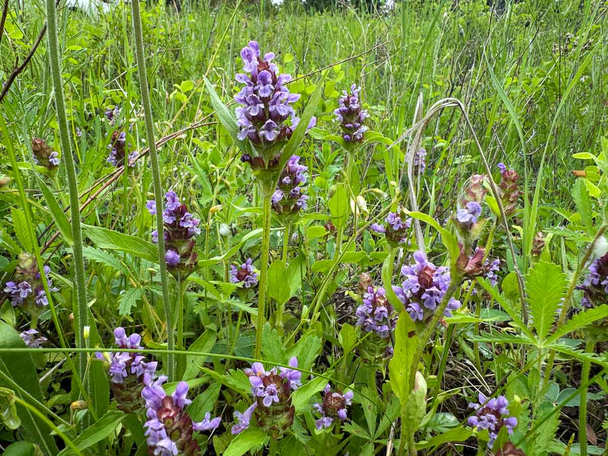 selfheal growing in a field