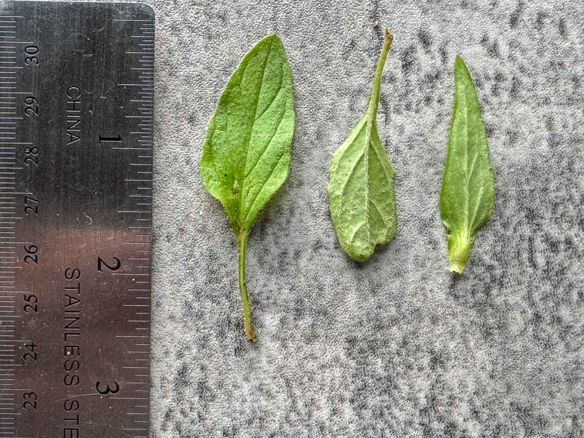heal-all leaves next to a ruler for size comparision
