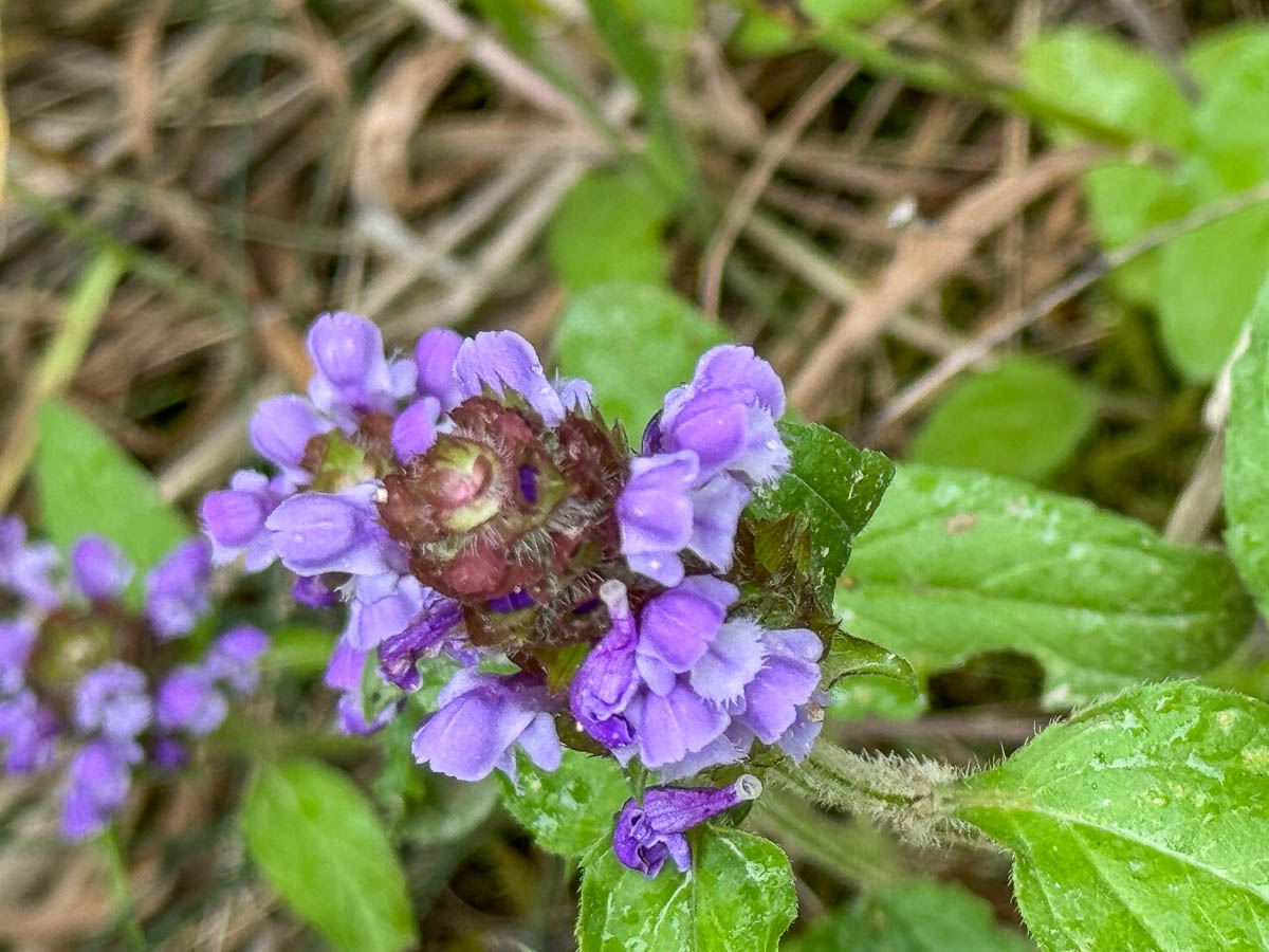 heal-all growing amongst grass