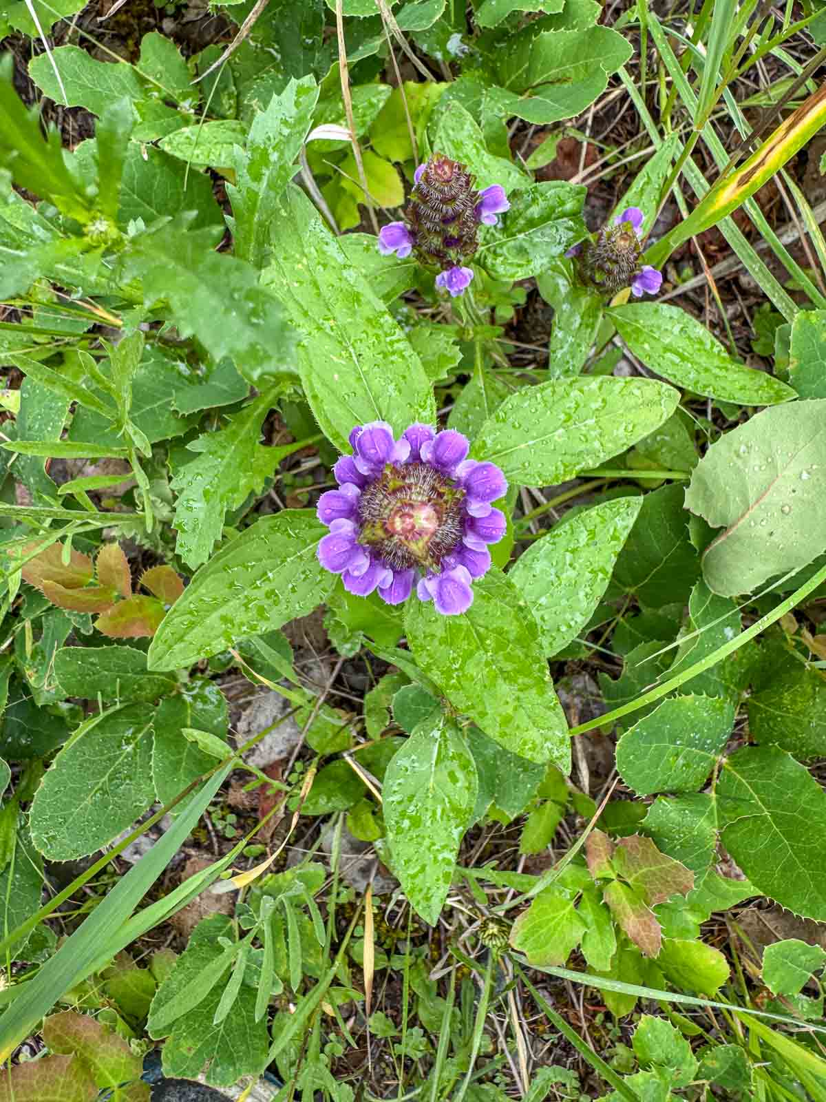 selfheal plant growing amongst grass and weeds