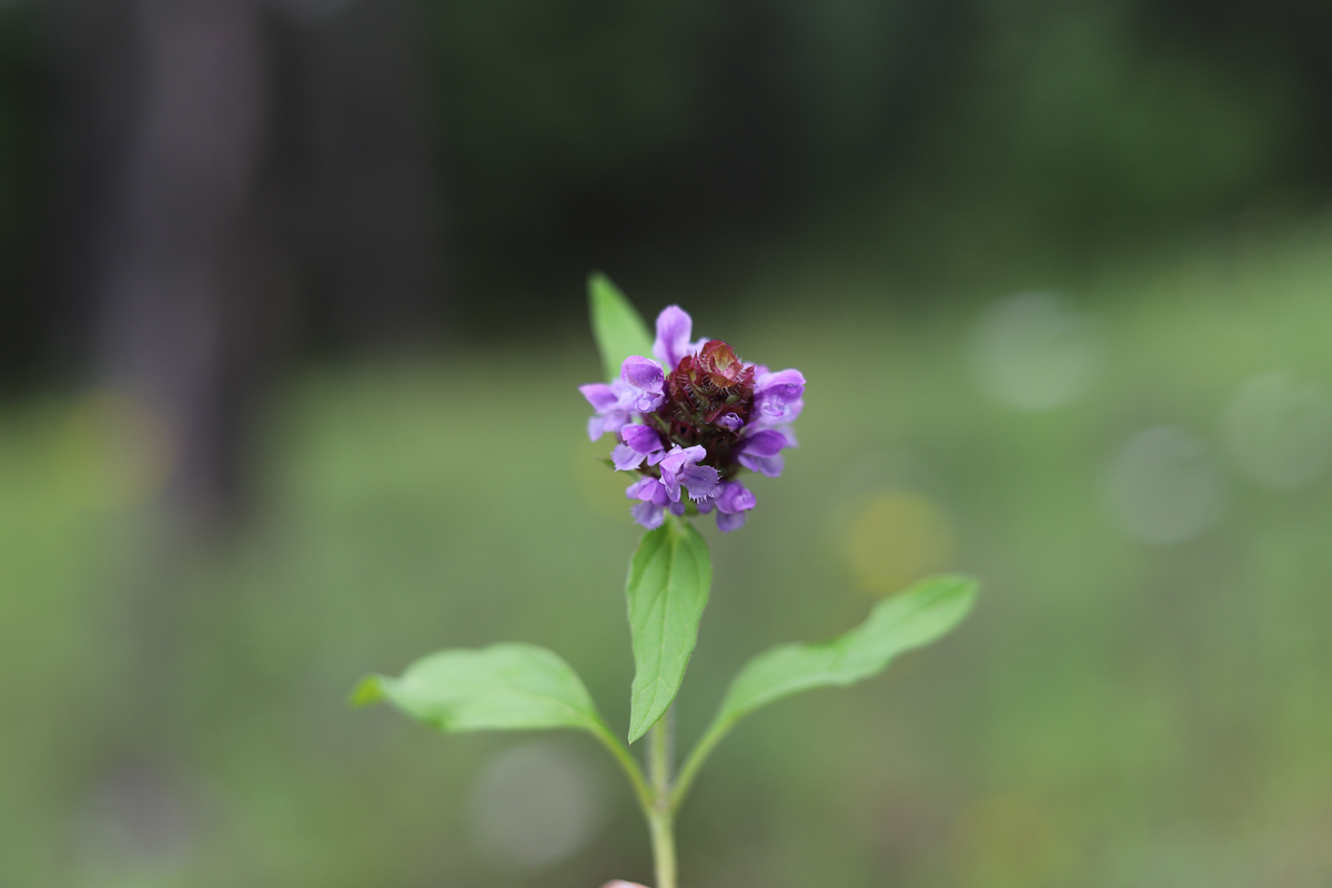 selfheal flower
