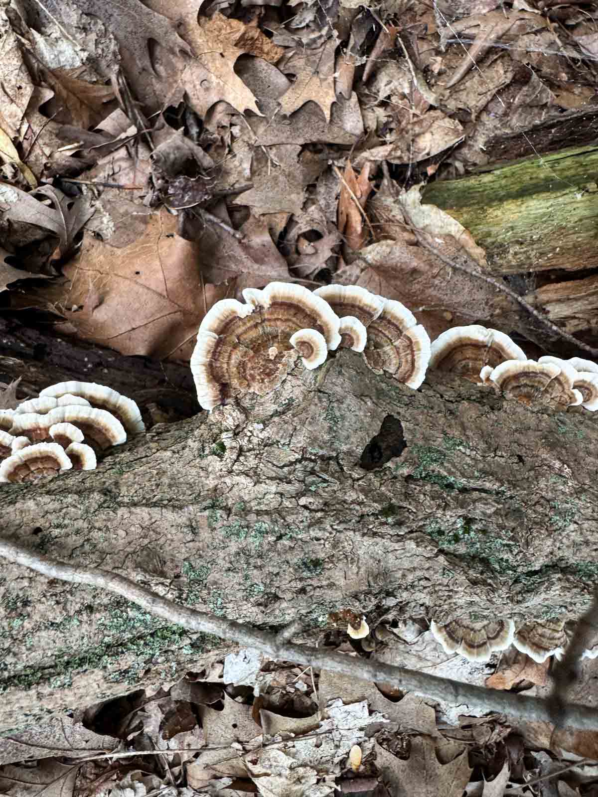 turkey tail mushrooms growing on a log
