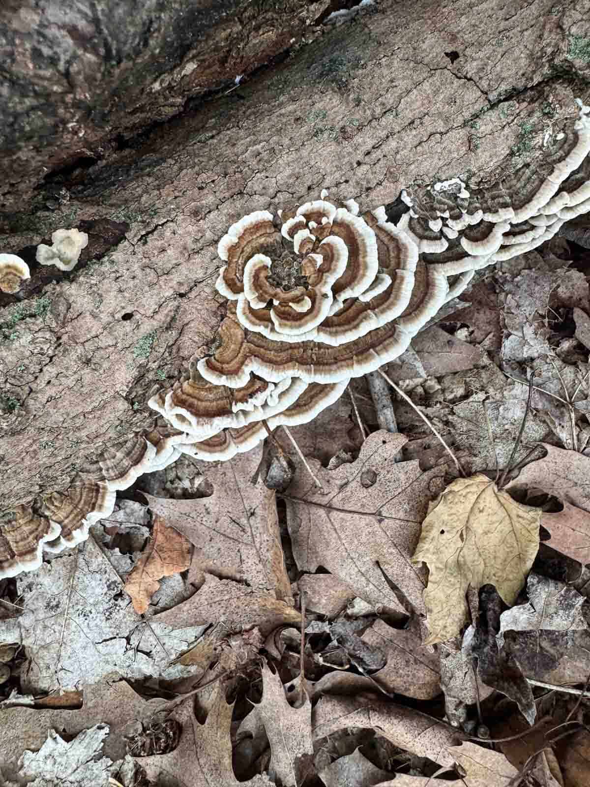 turkey tail mushrooms growing on a log