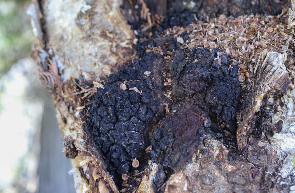 chaga mushroom growing on a birch