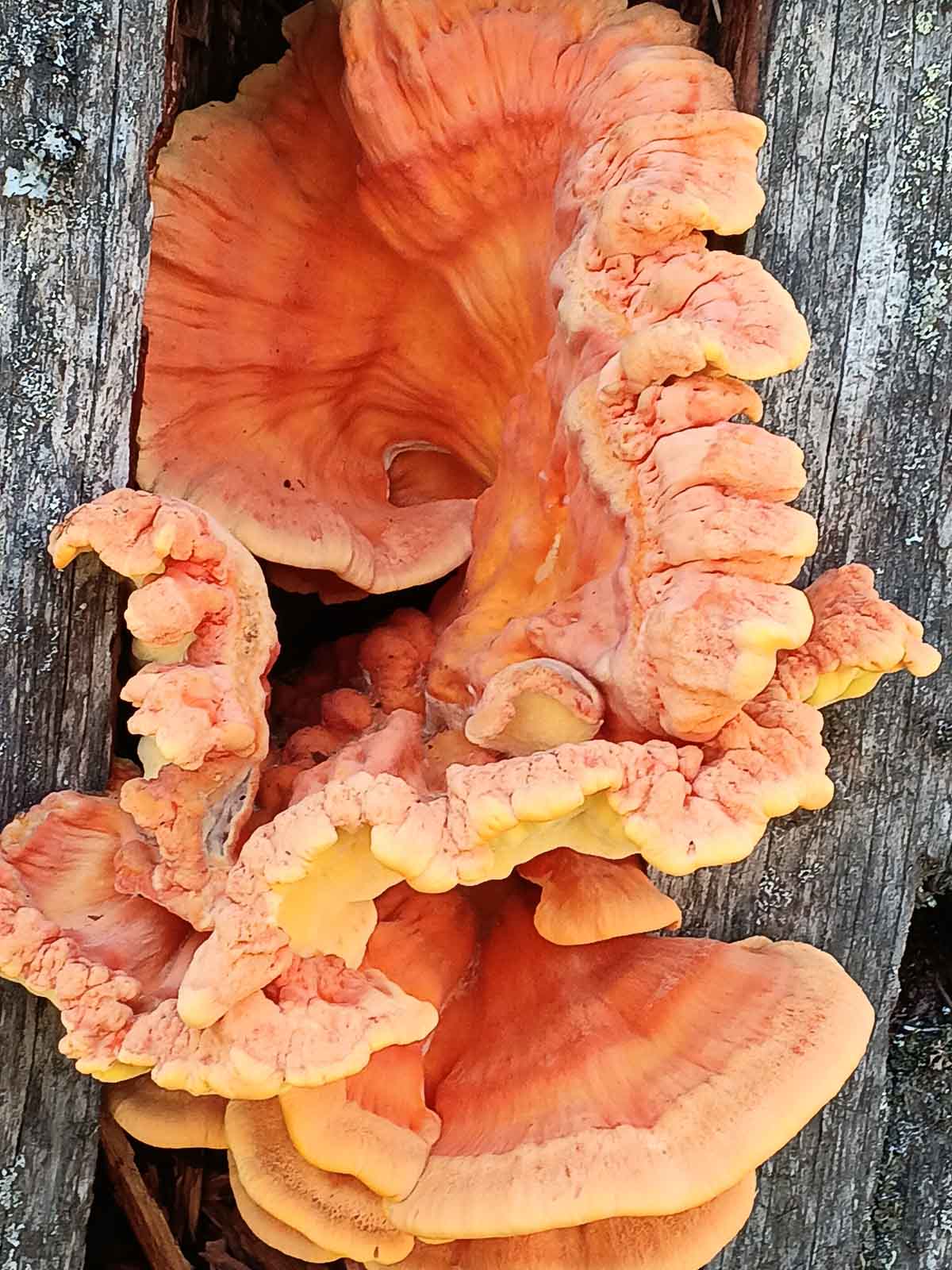 chicken of the woods growing on a log