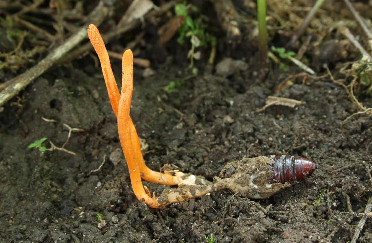 cordyceps growing out of a bug larva