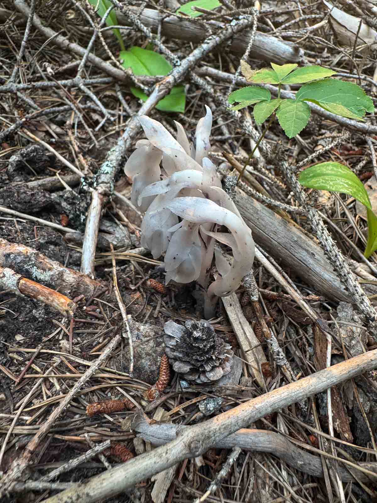 ghost pipe plant
