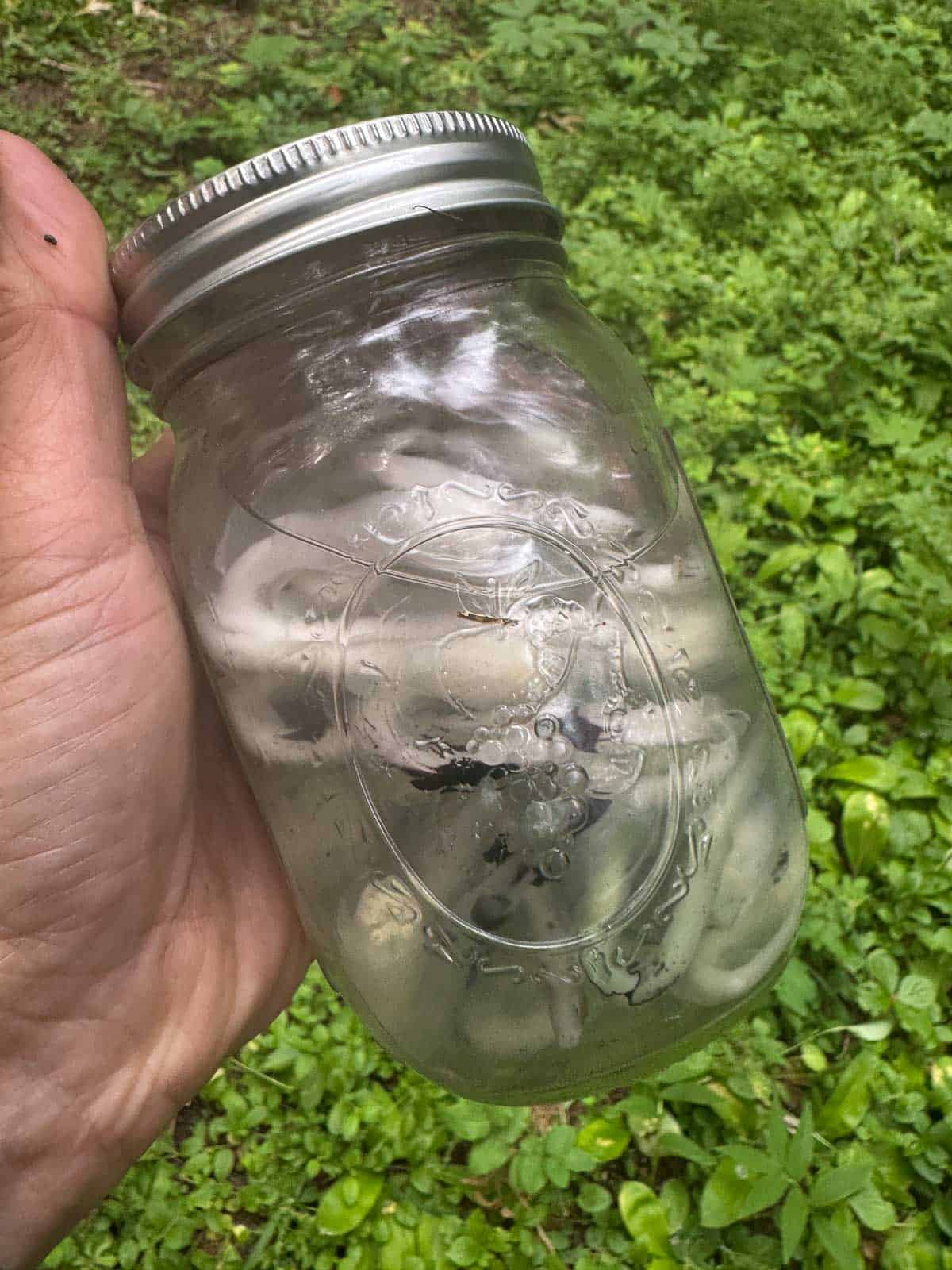 ghost pipe and alcohol in a mason jar