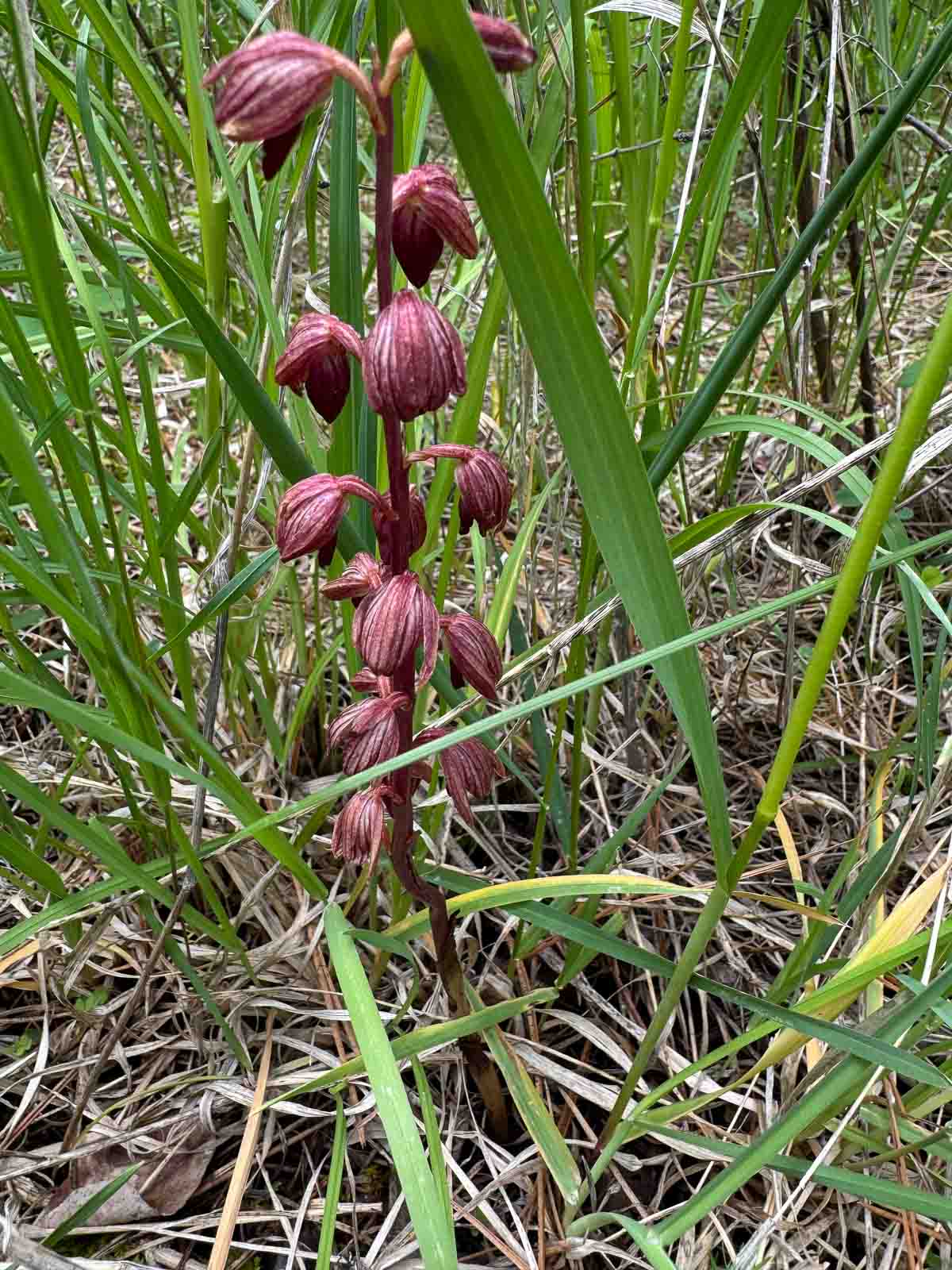 Striped coralroot