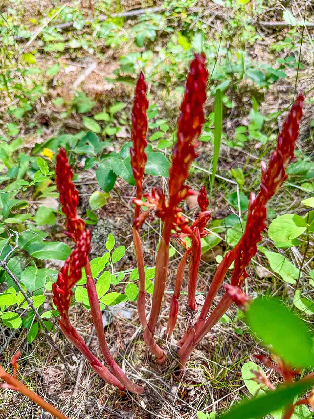Summer coralroot