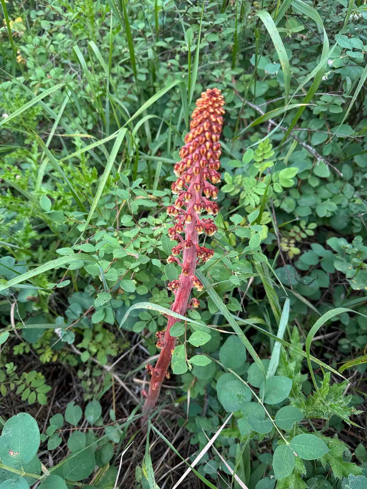 pinedrop plant