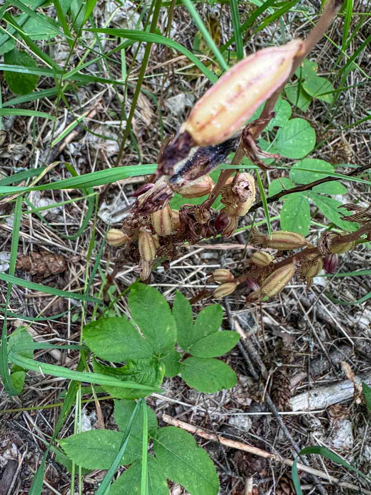 Hooded coralroot gone to seed