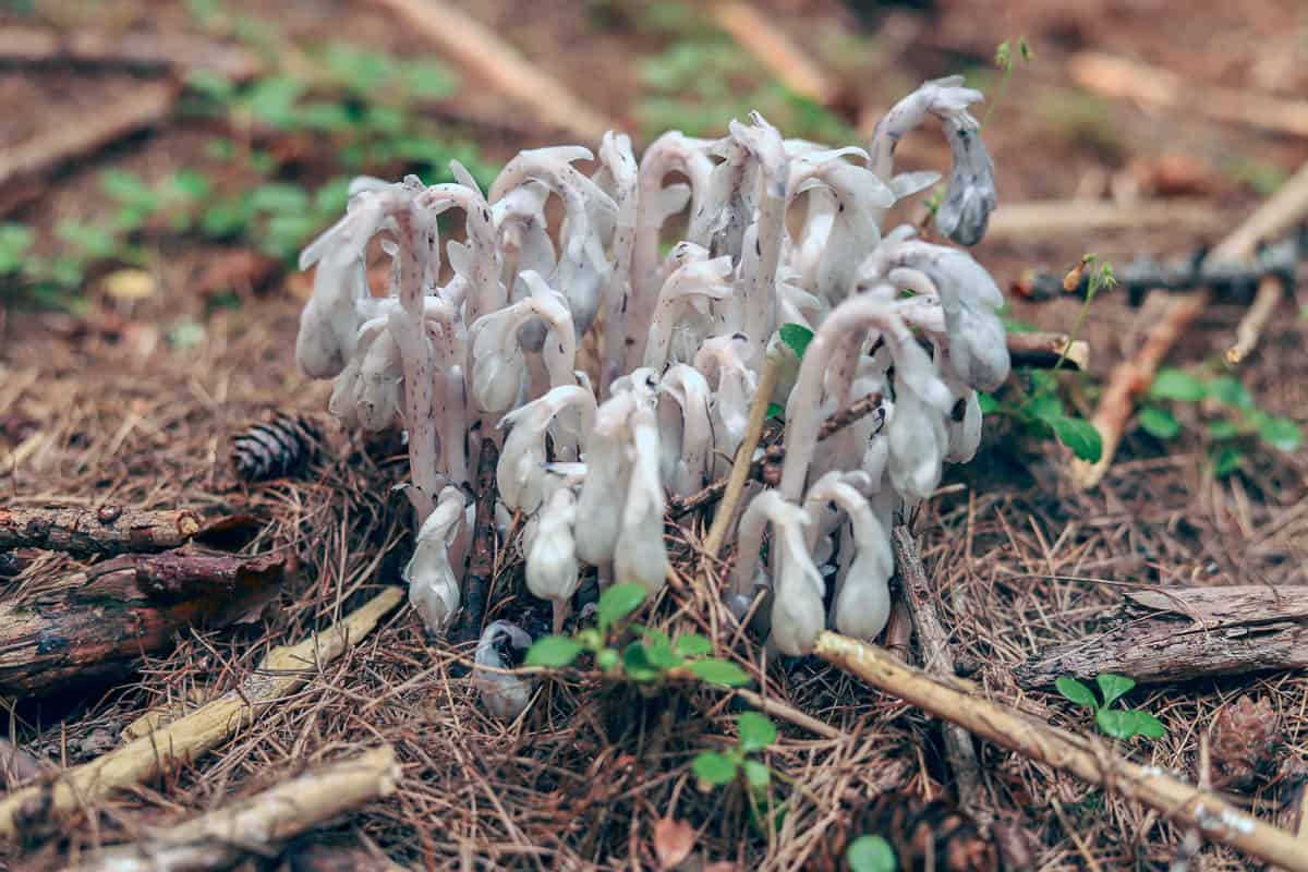 ghost pipes growing in a bunch