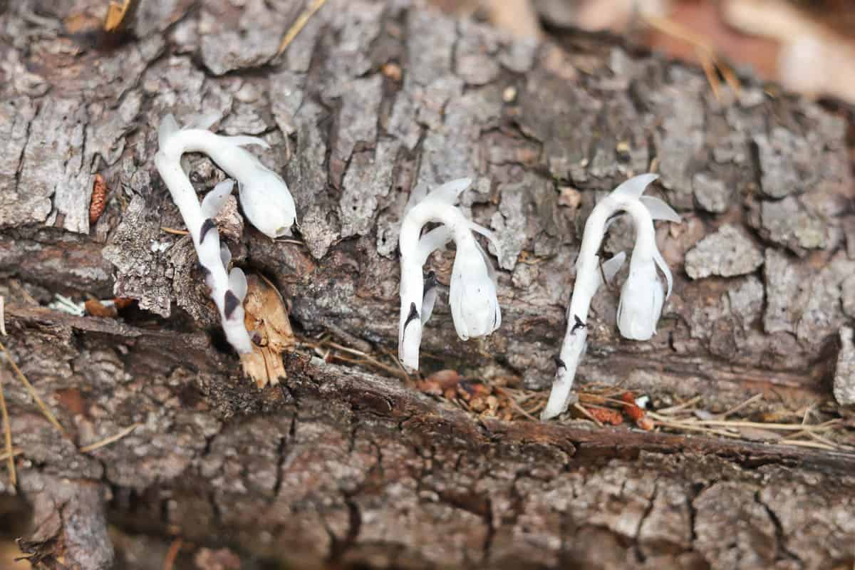 3 ghost pipes on a log
