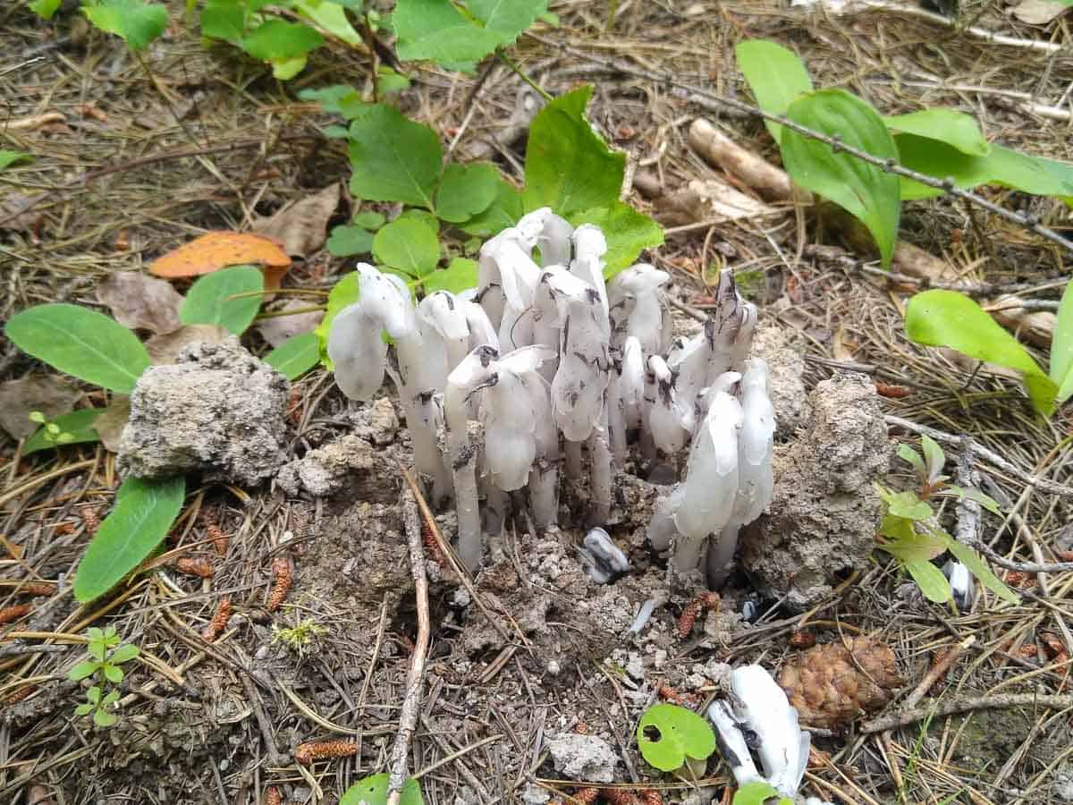 ghost pipes emerging from the ground
