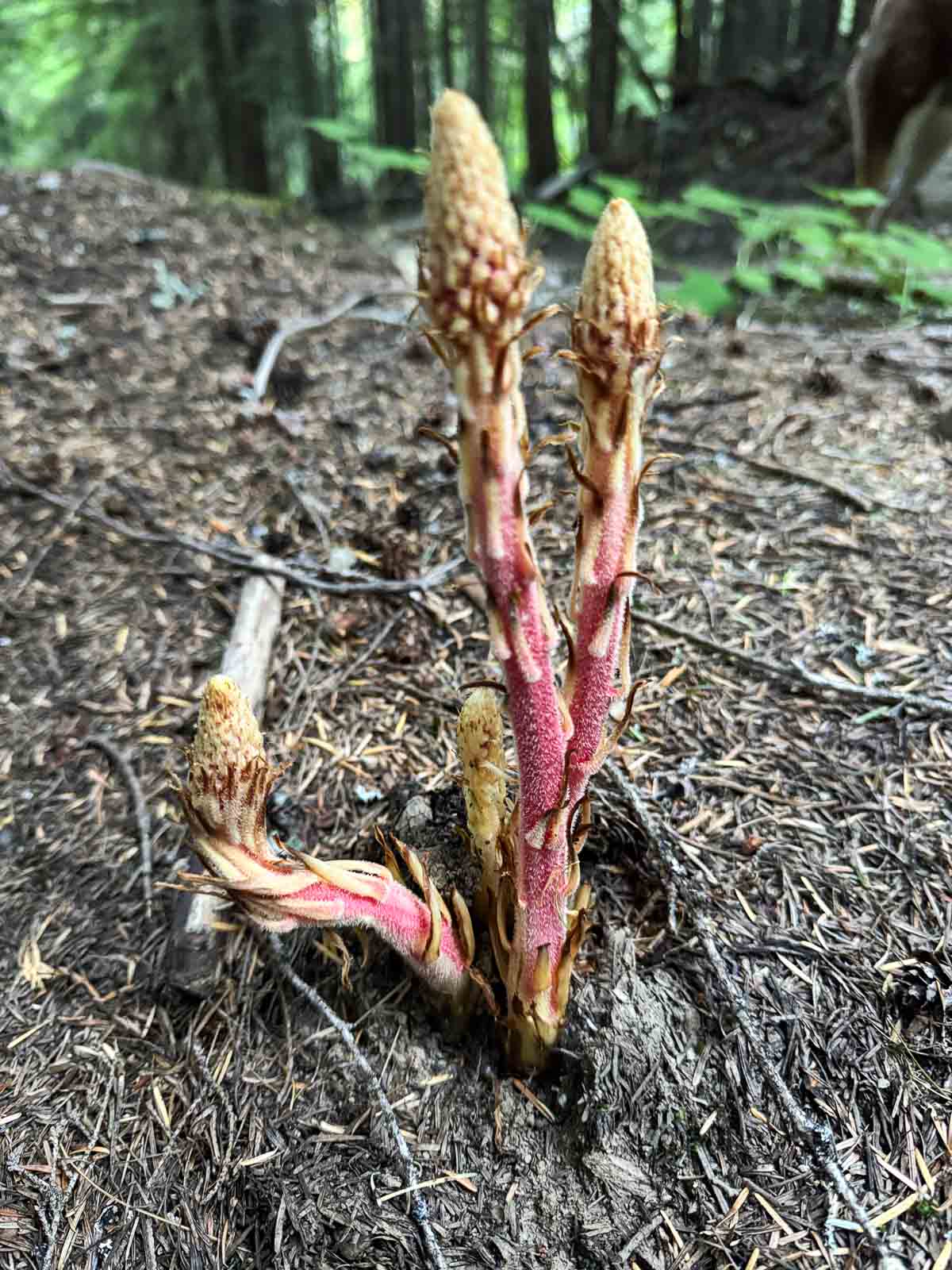 pinedrop plant