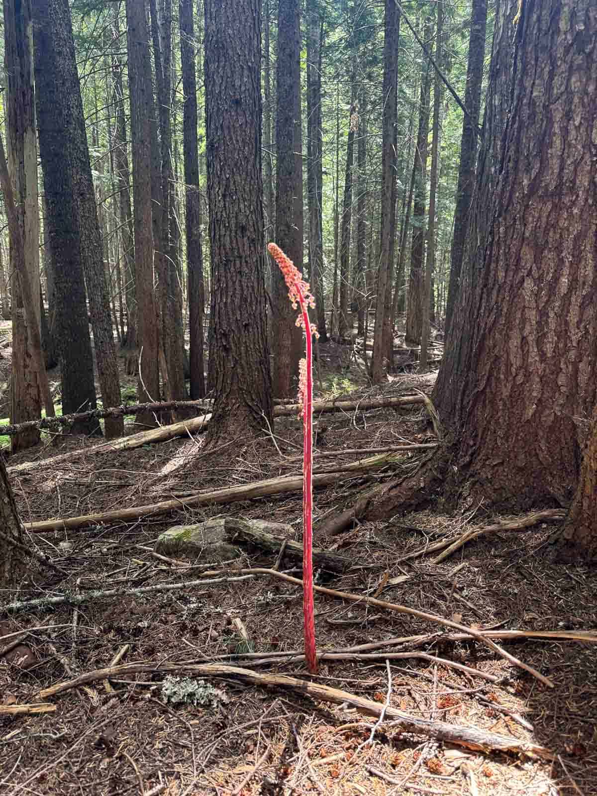 tall pinedrop plant