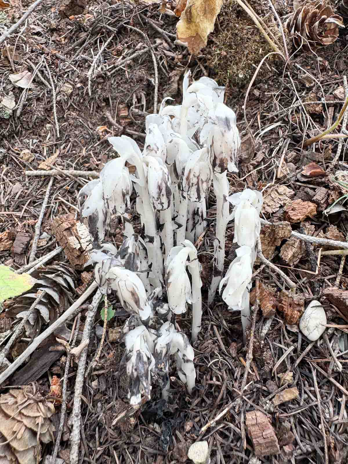 ghost pipes beginning to turn black