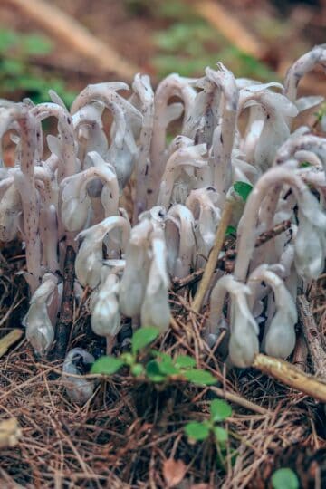 ghost pipes